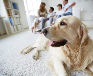 apartments of wildewood apartment living tips for dog owners