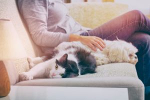 apartments of wildewood renting as a pet owner apartments of wildewood renting as a pet owner