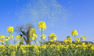 Feeling the effects of pollen in your Maryland apartment? To relieve your nasal decongestion and other symptoms, follow our tips. 