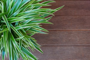 spider plant apartment  plant